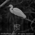 Little egret