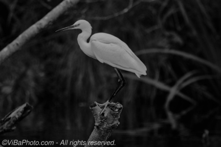 Little egret