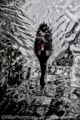Black Swan